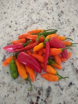 Chile Pepper Seeds Exotic South American Mix