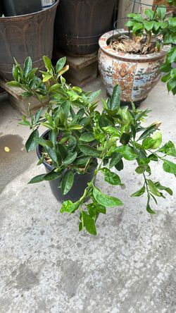 Dwarf naval orange