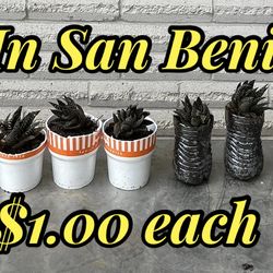 Plantes  / Succulents