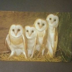 Barn Owl Owls William S. Paton Photograph Scotland Exclusive Card Co. Photo Postcard Vintage Collectible RPPC Post Card PC