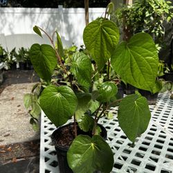 Betel Leaves (paan Pata) Plant (1-2 Ft Tall)