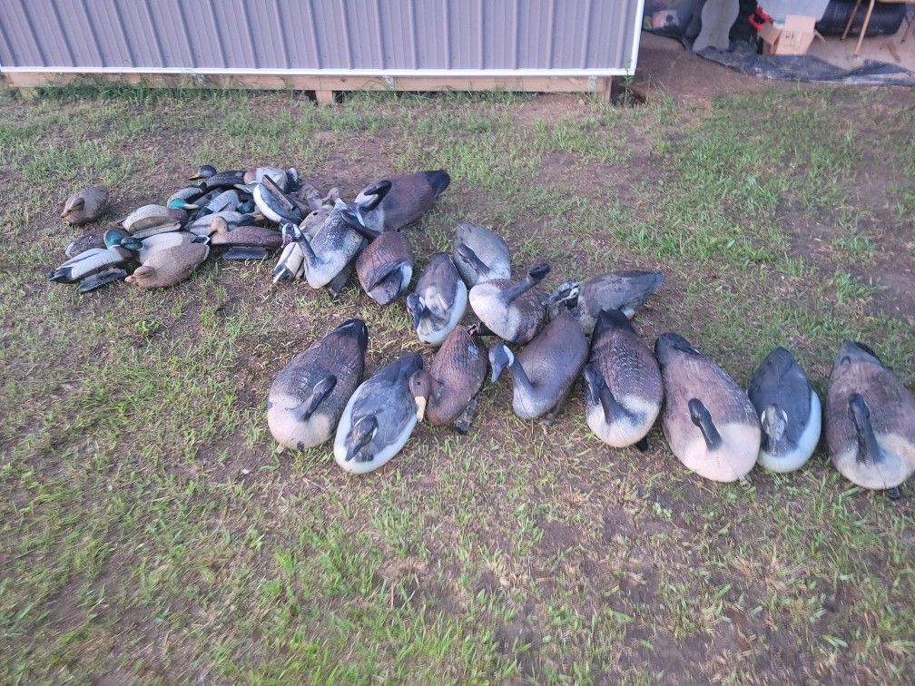 Thirty five vintage assorted goose and duck decoys G&H, FLAMEBEAU.