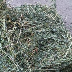 Alfalfa