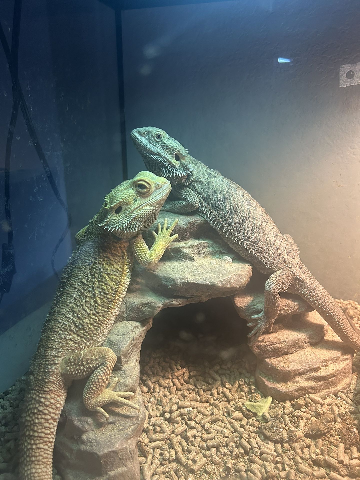 Toy bearded dragons