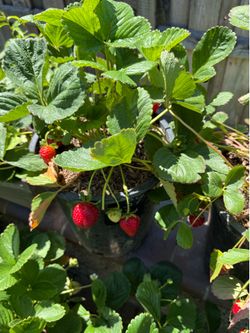 5 gallon 🍓Organic Strawberry plants