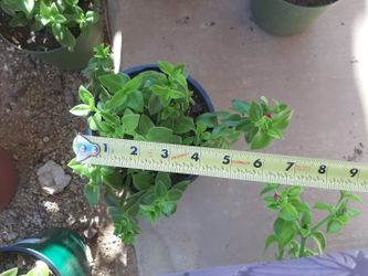 Plant Poted Loves Arizona Sun