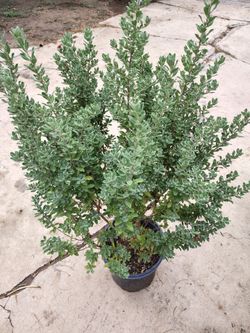 Texas sage 3 ft / 3 inches tall