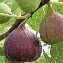 Arbolito De Higo De 4 Pies De Alto.  4 Feet Fig Tree. 