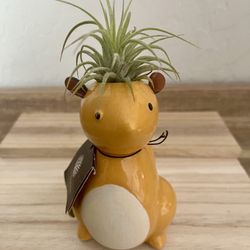 Ceramic Squirrel w/ Leather Ears-Potted Air Plant