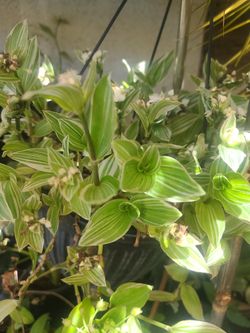 BEAUTIFUL VARIEGATED TRADESCANTIA PLANT $16.