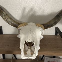 45” Cow Skull With Mounting Hanger