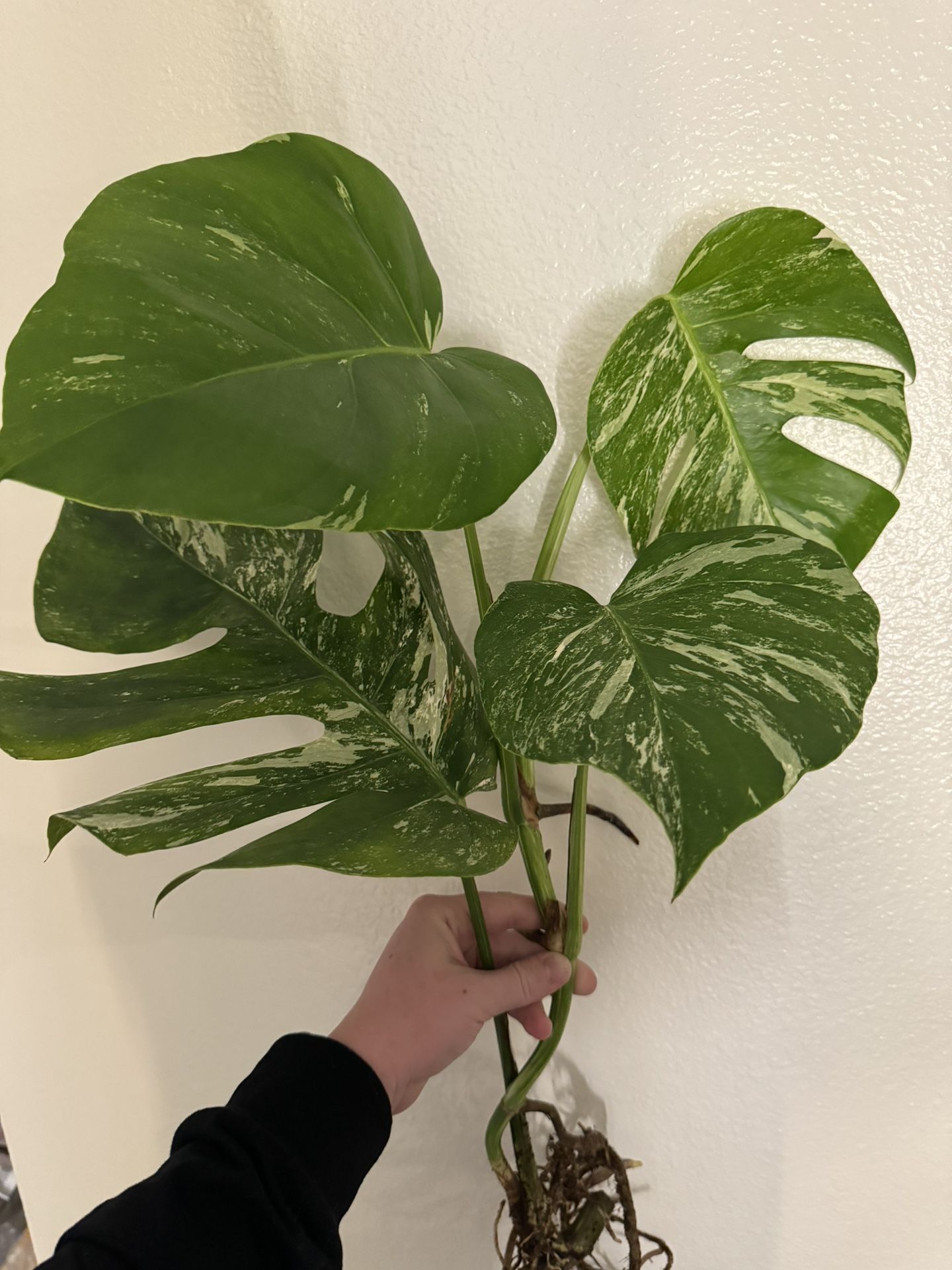 Monstera Albo