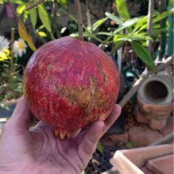 Full Size Pomegranate Tree Growing Through Bottom Of Pot Needs Planting Landscape