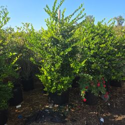 Ligustrum Texanum 25 Gallon 