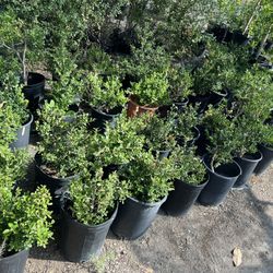 Common boxwood (plant)