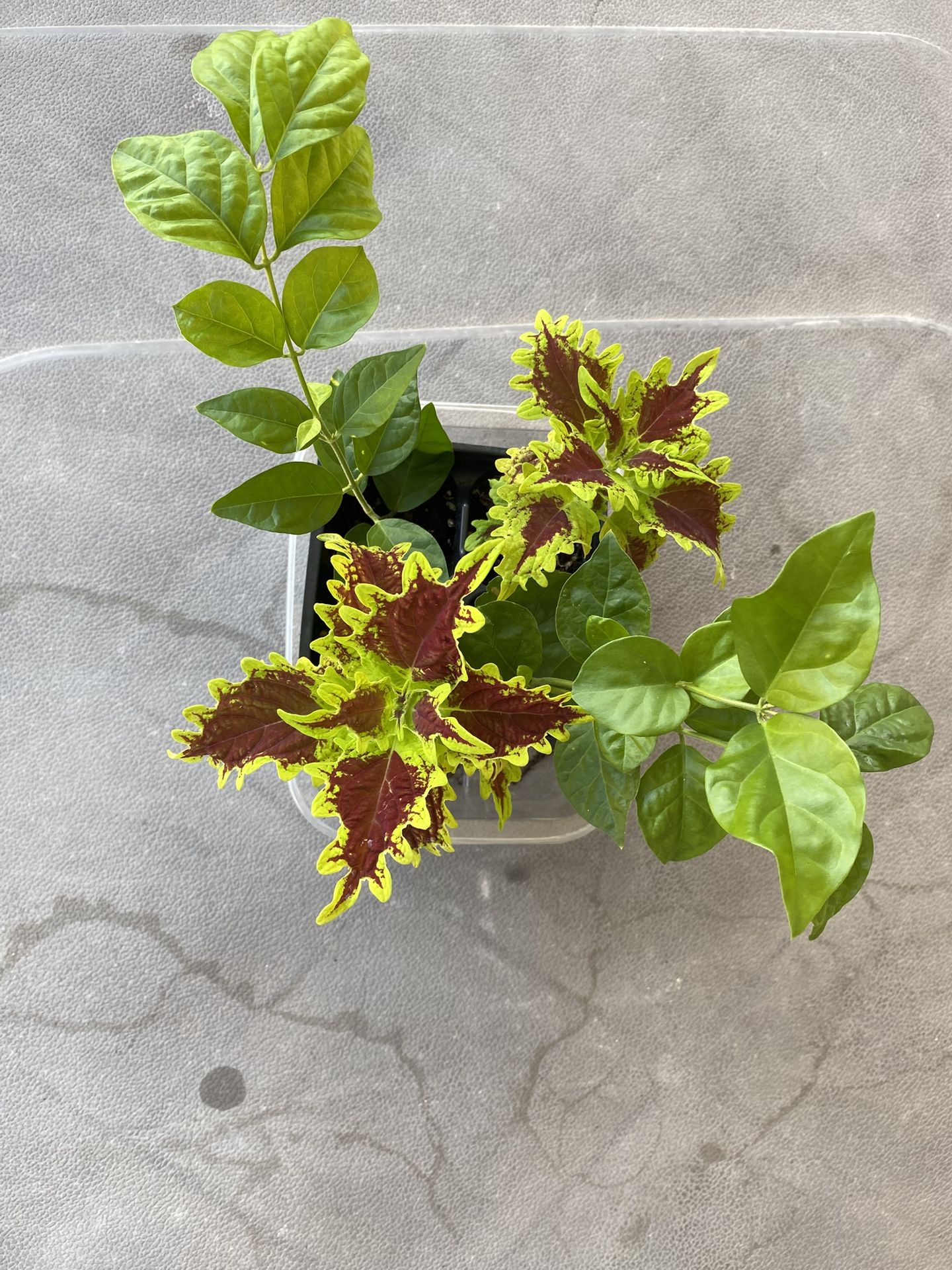 Arabian Jasmine And Coleus Plants