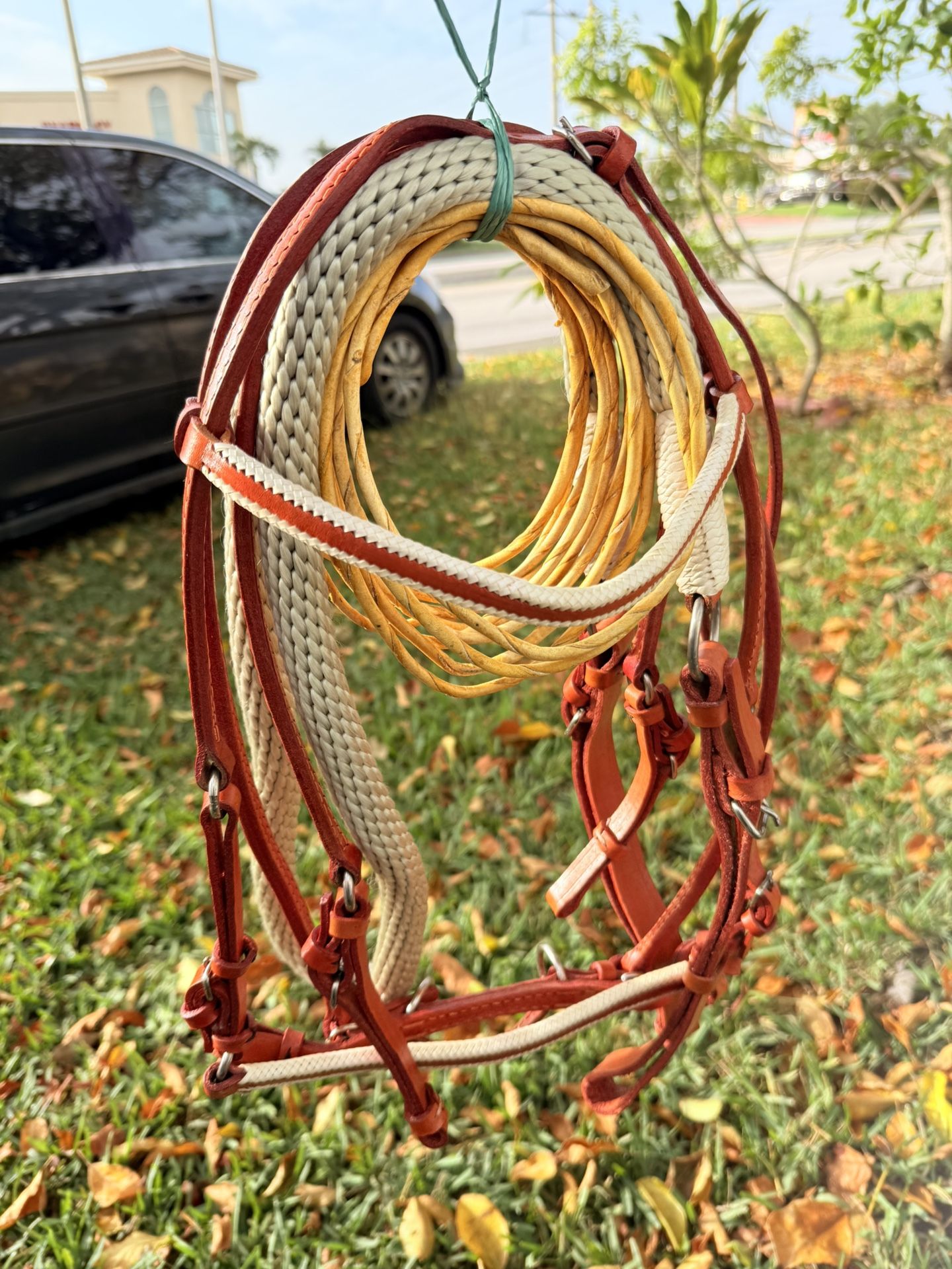 Horse Caballos