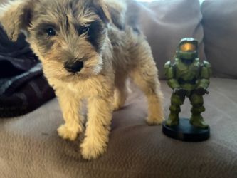Halo controller holder
