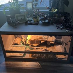 Bearded Dragon- Enclosure 
