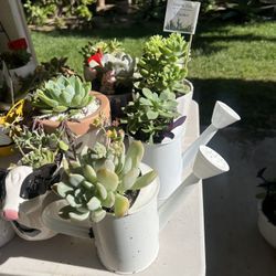 Many Beautiful Succulent Planters 