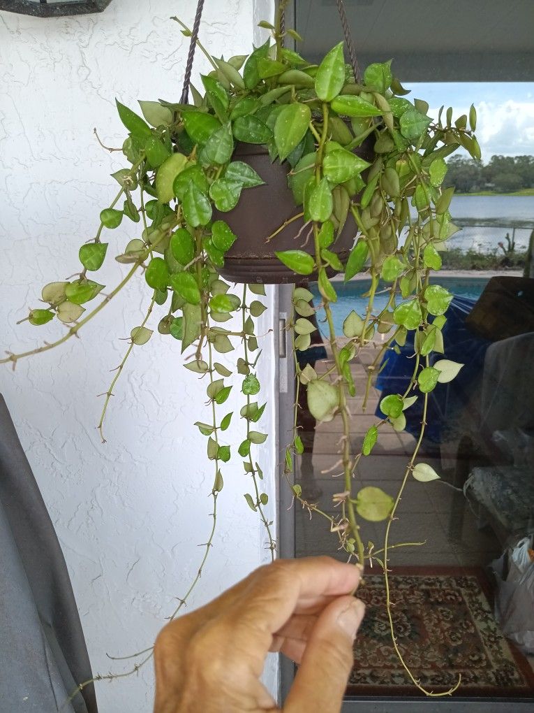 10" Snow Cap Lacunosa Hoya CUTTING $8 -Ship 4 -White Fragrant Flowers