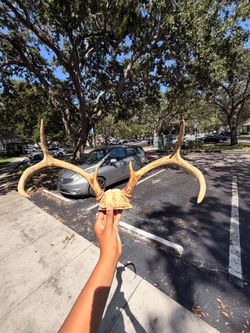 Horns