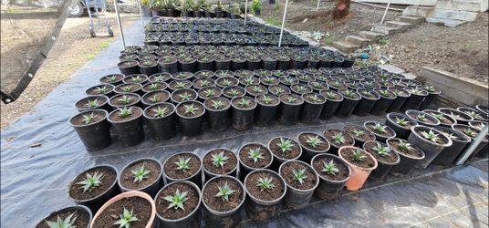 Agave Blue Glow 5g