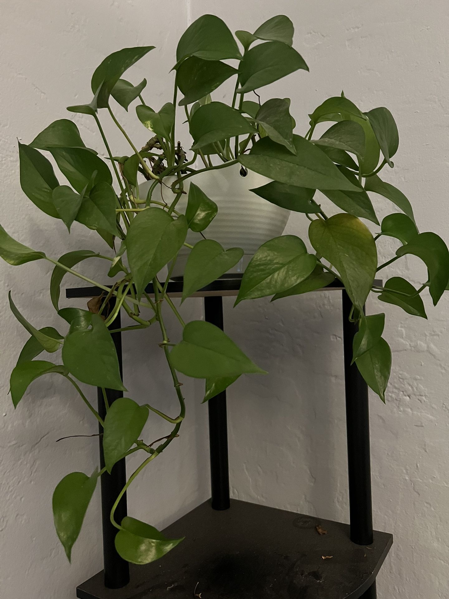 Pothos Plant In A 7” Pot