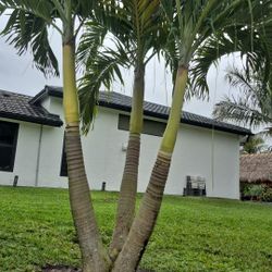 Crismas Palm Field Graund