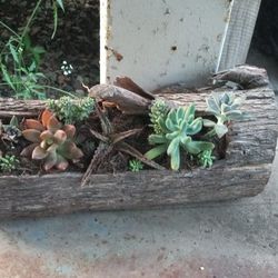 Succulents In A Tree Log.