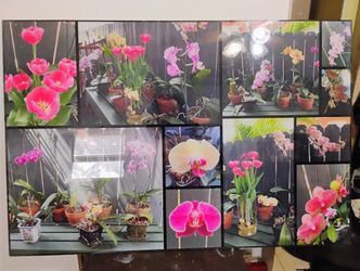 Orchid Varieties 