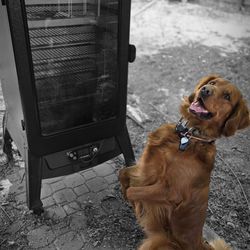 Pit Boss Vertical Smoker
