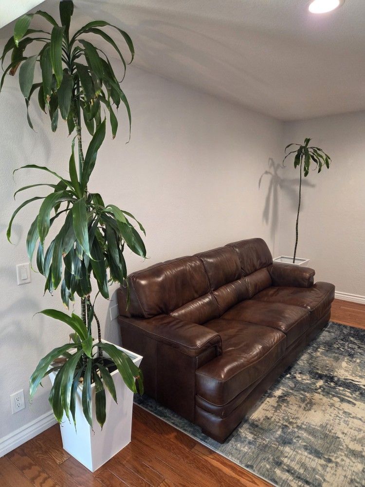nter With Large Plants 1 Medium. Plant with ceramic pot
