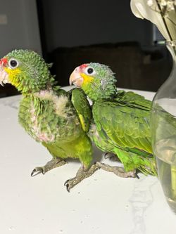 Baby red lored amazon