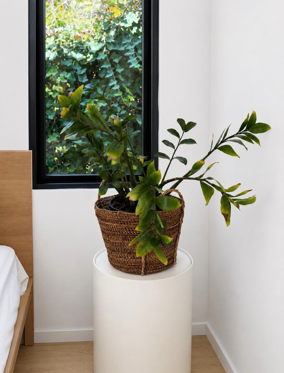ZZ plant