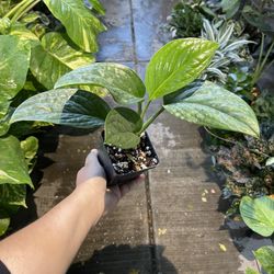 Monstera Peru In 4” Pot 