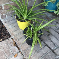 Aloe Vera Cactus Plants