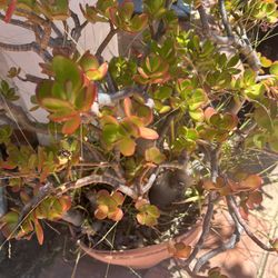 Large Jade Plant