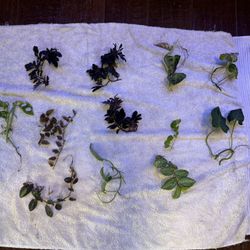 Terrarium Plant Package