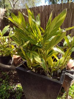 Variegated Ginger Only 4 Left.