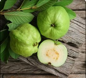 Thai White guava /fruit tree