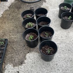 Cherry Tomatoes & Grape Tomatoes 
