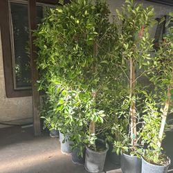 ficus column trees