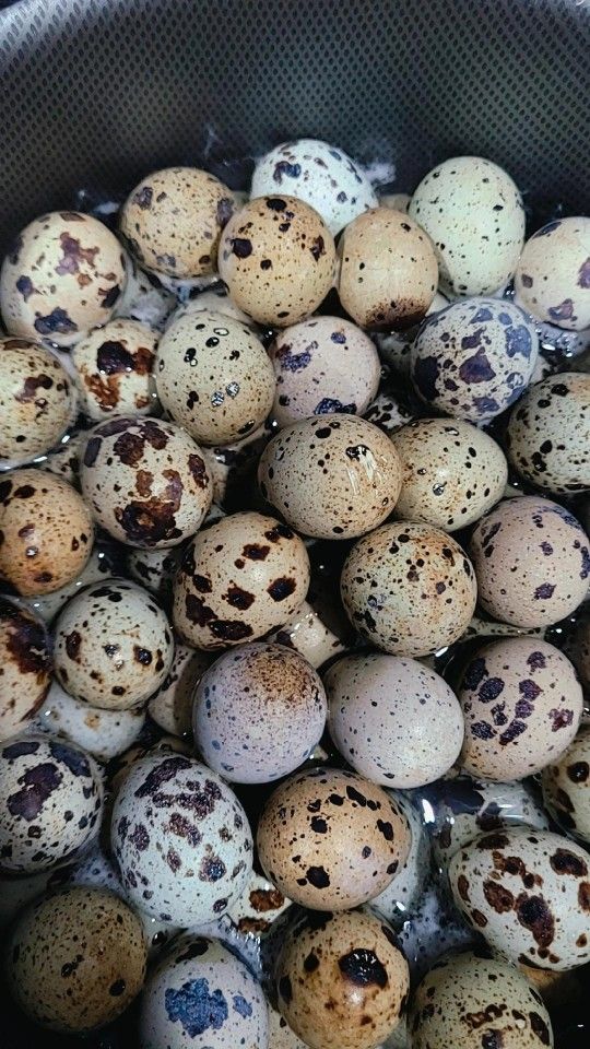 Quail Eggs