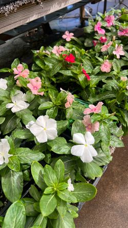 Vincas