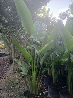 Traveler palms 15gl $110