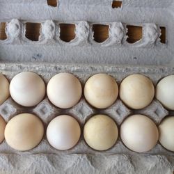 Golden 300 hybrid Duck Eggs For  Hatching ! 