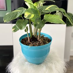 Housplant Verigated Praying Plant