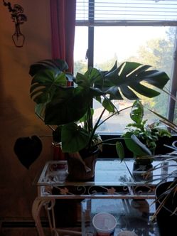 Monstera plant