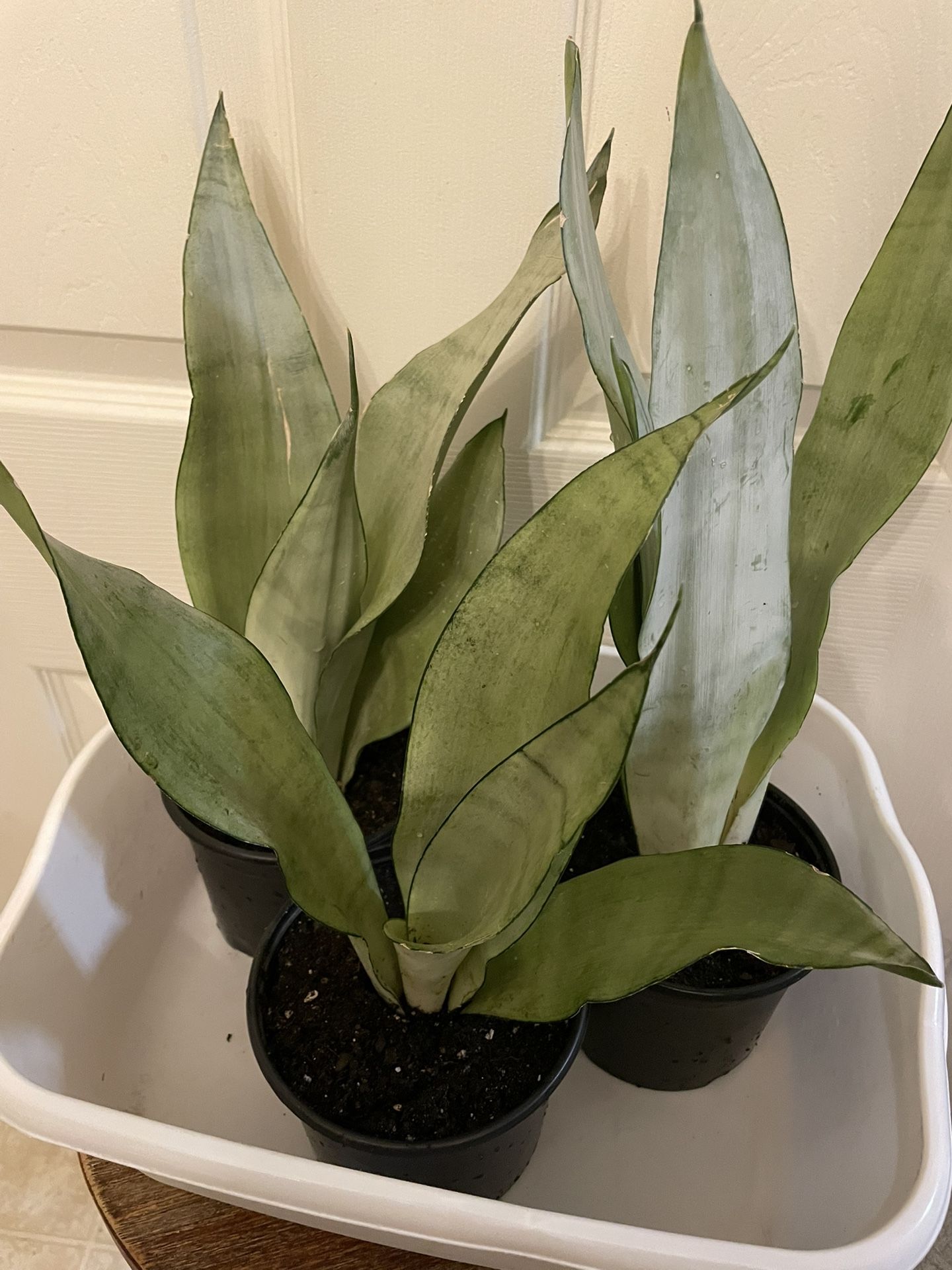 Sansevieria “Moonlight” | Silvery Green Snake Plant | Low Light | Drought Hardy | Low Maintenance | Grows 2-4’ Ft Tall